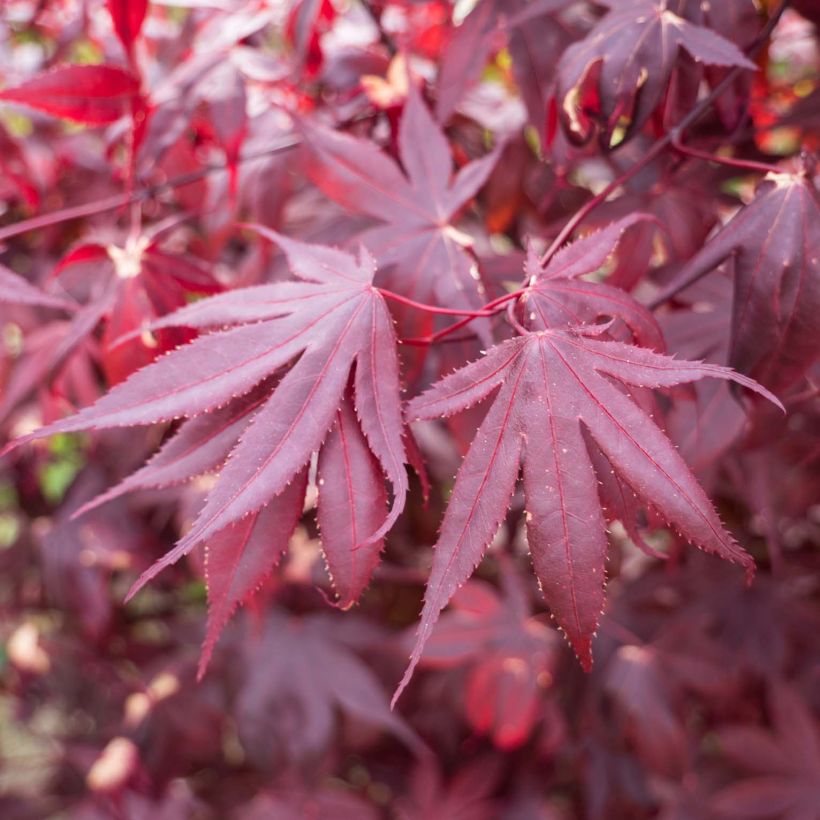 Ácer-do-japão Bloodgood - Acer palmatum (Folhagem)