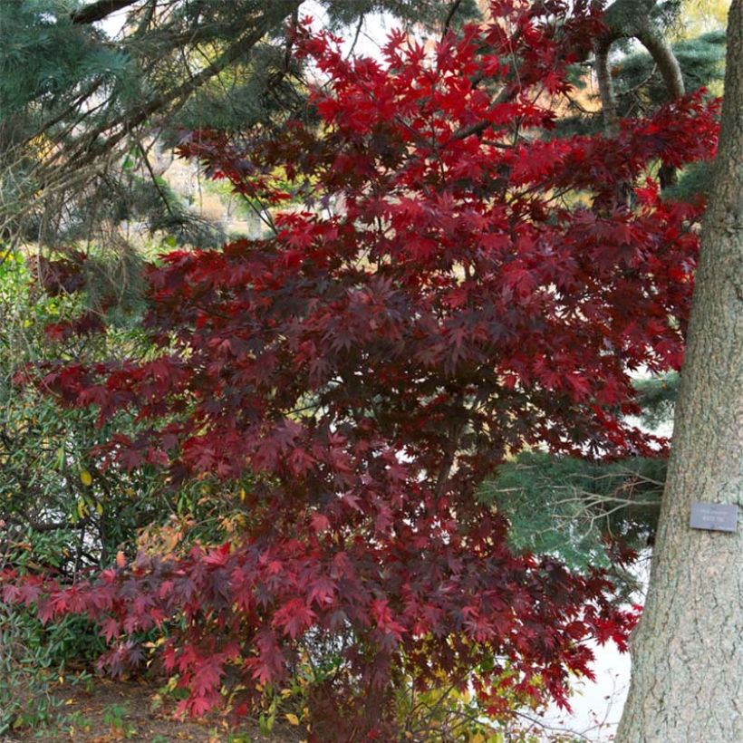 Ácer-do-japão Bloodgood - Acer palmatum (Hábito)
