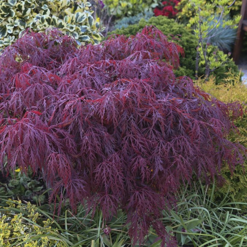 Ácer-do-japão Crimson Queen - Acer palmatum var. dissectum (Folhagem)
