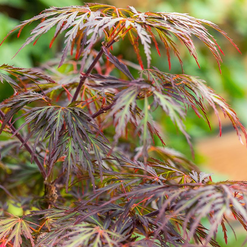 Ácer-do-japão Dissectum Ornatum - Acer palmatum (Folhagem)