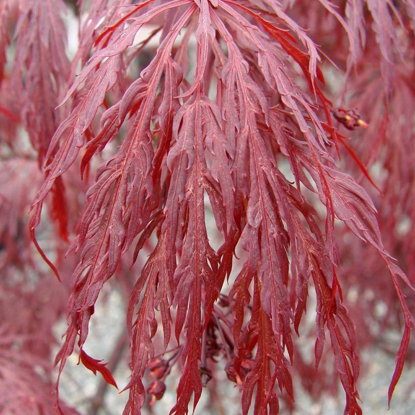 Ácer-do-japão Dissectum Tamukeyama - Acer palmatum (Folhagem)