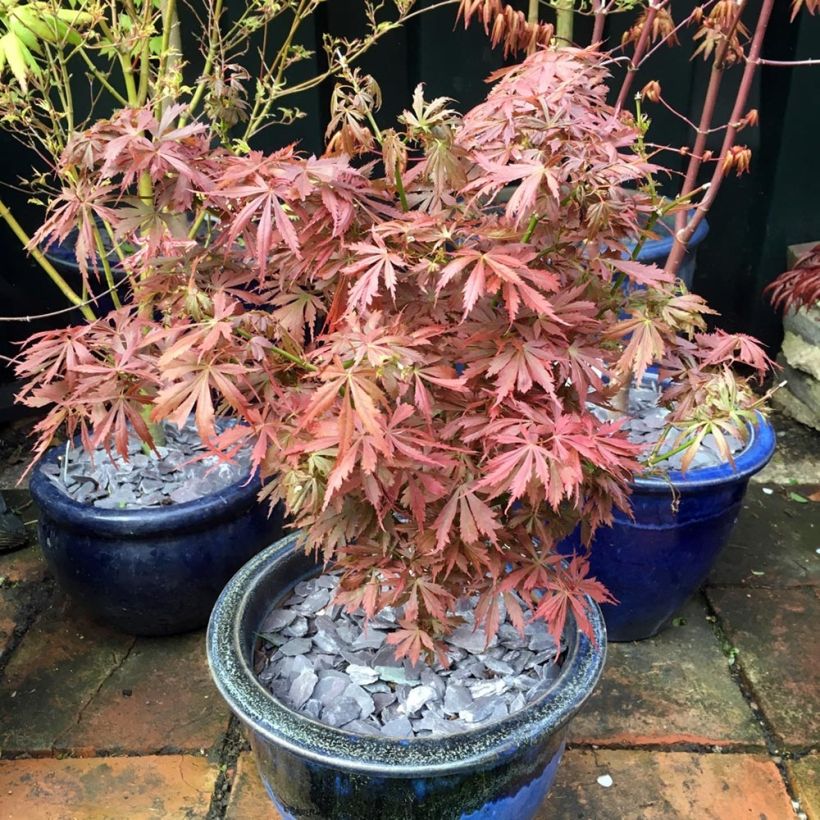 Ácer-do-japão Jerre Schwartz - Acer palmatum (Hábito)
