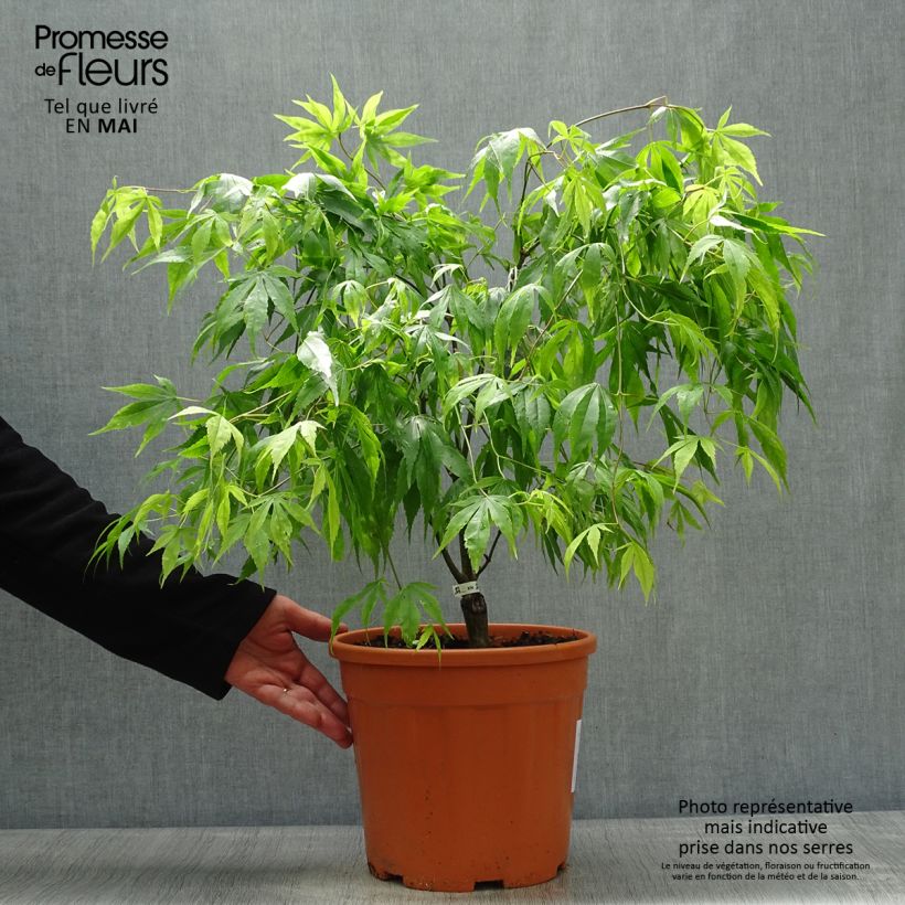 Amostra de Ácer-do-japão Koto-No-Ito - Acer palmatum Vaso de 6 L/7 L tal como entregue na primavera