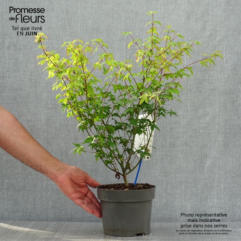 Amostra de Ácer-do-japão Little Princess - Acer palmatum Vaso de 2 L/3 L tal como entregue no verão