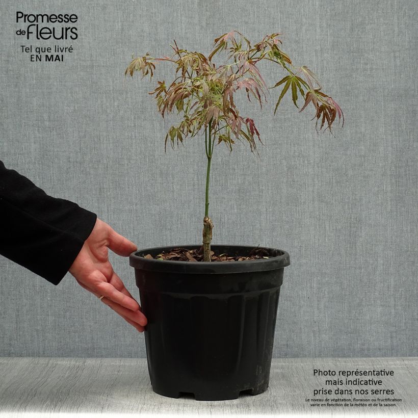 Amostra de Ácer-do-japão Manyo-No-Sato - Acer palmatum Vaso de 4 L/5 L tal como entregue na primavera