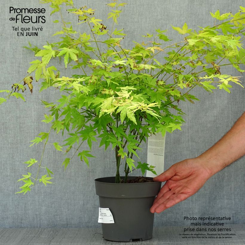 Amostra de Ácer-do-japão Orange Dream - Acer palmatum Vaso de 3 L/4 L tal como entregue no verão