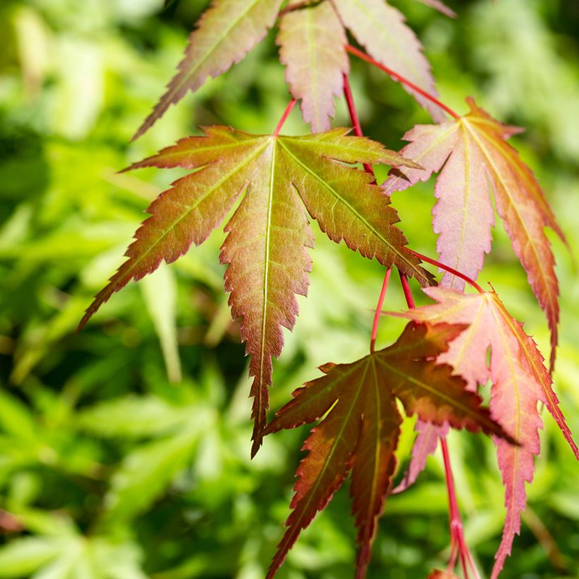Ácer-do-japão Orange Dream - Acer palmatum (Folhagem)