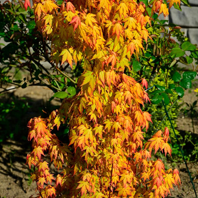 Ácer-do-japão Orange Dream - Acer palmatum (Hábito)