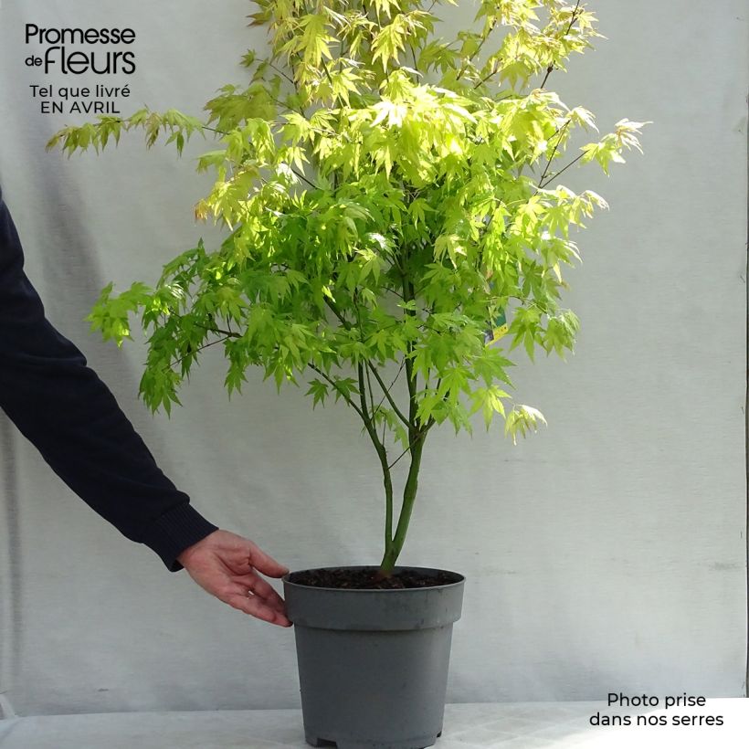 Amostra de Ácer-do-japão Orange Dream - Acer palmatum Vaso de 7,5 L/10 L tal como entregue na primavera