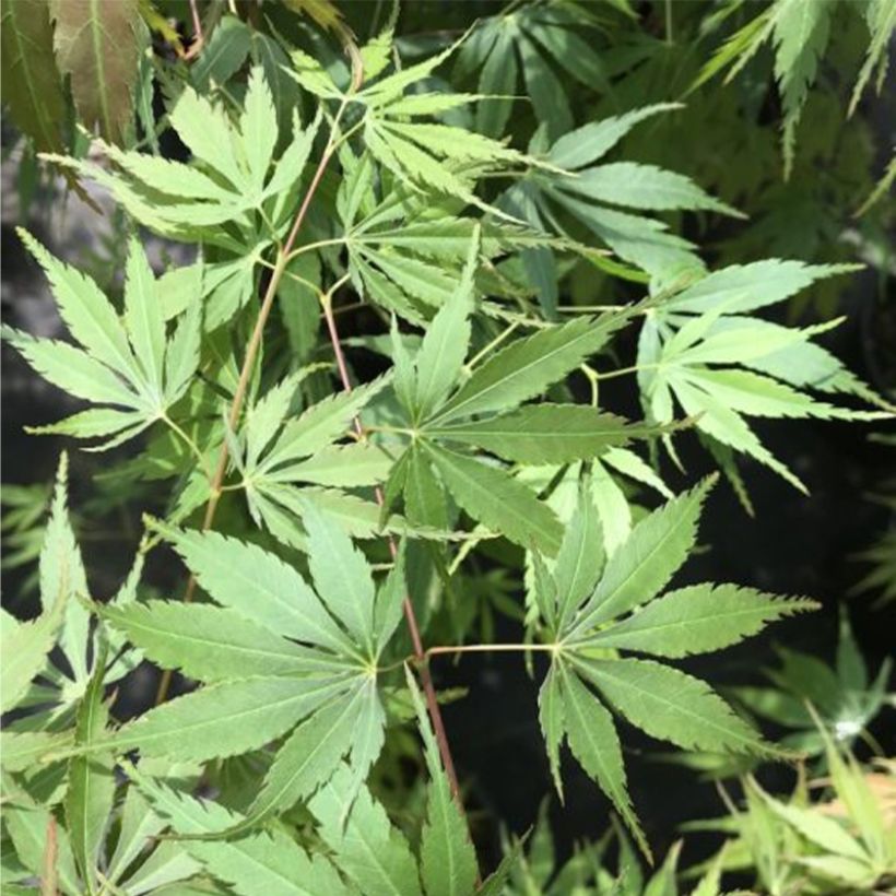 Ácer-do-japão Orange Flame - Acer palmatum (Folhagem)