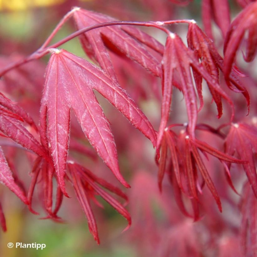 Ácer-do-japão Pevé Starfish - Acer palmatum (Folhagem)