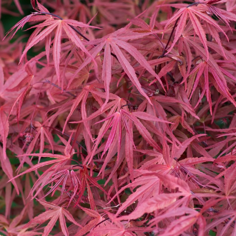 Ácer-do-japão Red Pygmy - Acer palmatum (Folhagem)