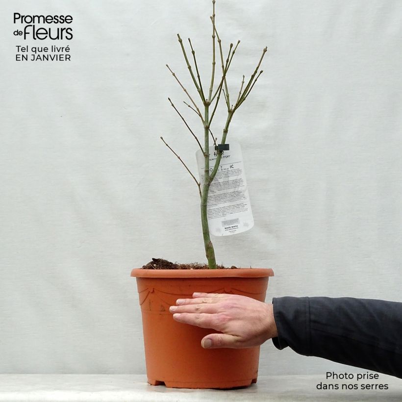 Amostra de Erable du Japon - Acer palmatum Red Pygmy Vaso de 12 L/15 L tal como entregue no inverno