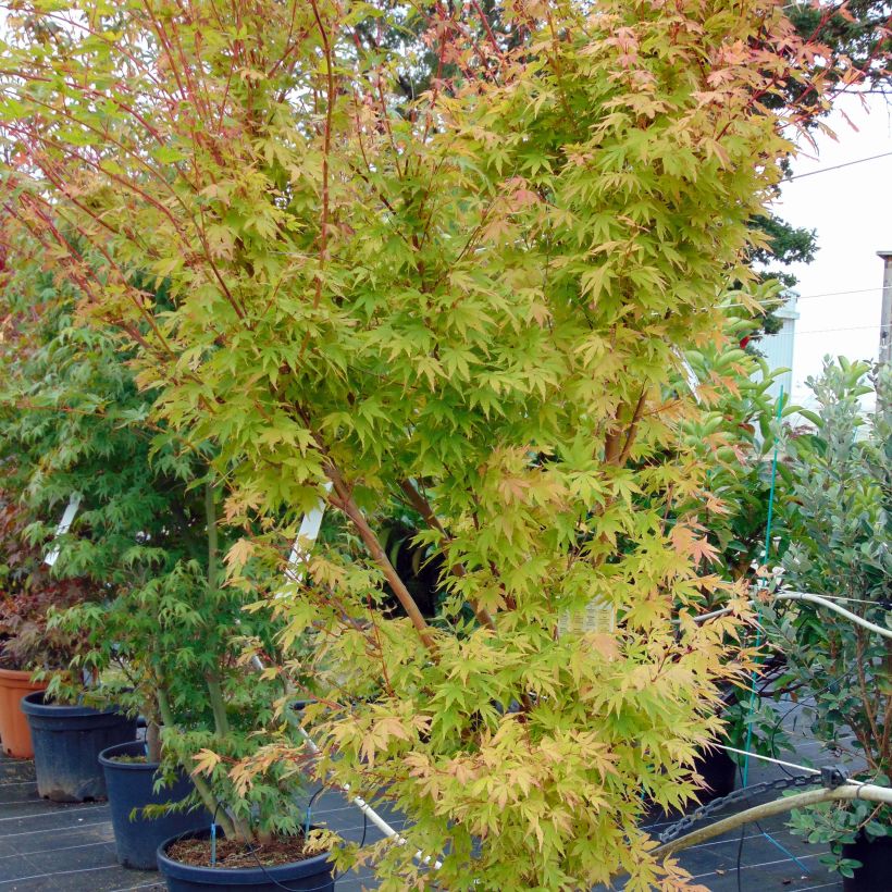 Ácer-do-japão Sangokaku - Acer palmatum (Hábito)