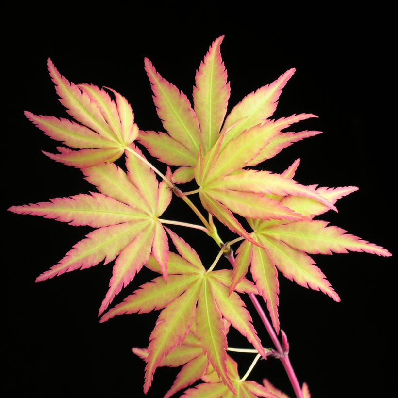 Ácer-do-japão Sangokaku - Acer palmatum (Folhagem)