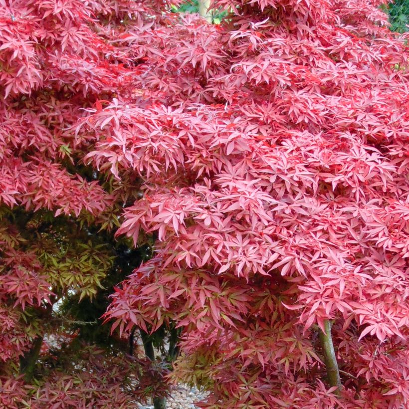 Ácer-do-japão Shaina - Acer palmatum (Folhagem)