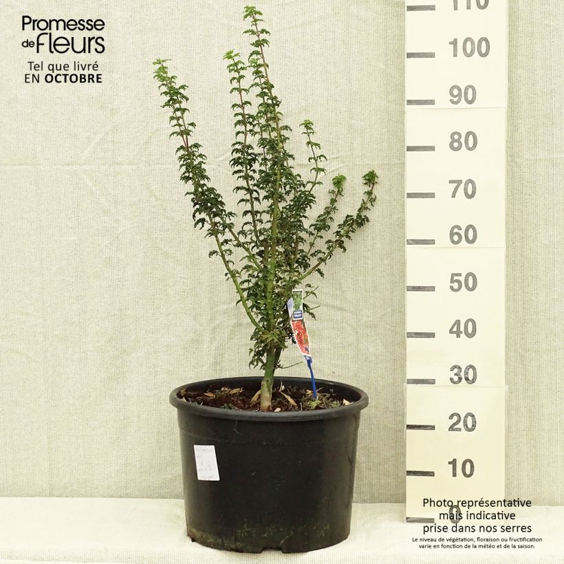 Amostra de Ácer-do-japão Shishigashira - Acer palmatum Vaso de 18 L/20 L tal como entregue no outono
