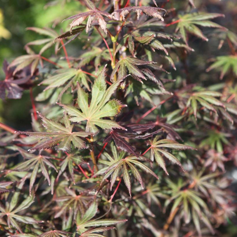 Ácer-do-japão Trompenburg - Acer palmatum (Folhagem)