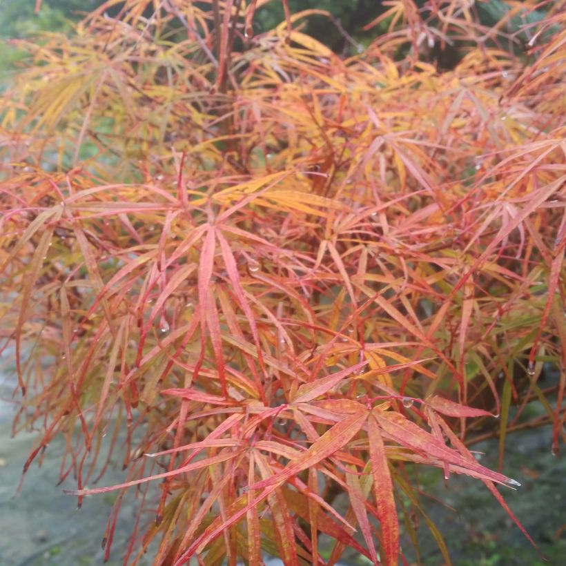 Ácer-do-japão Villa taranto - Acer palmatum var. linearilobum (Folhagem)