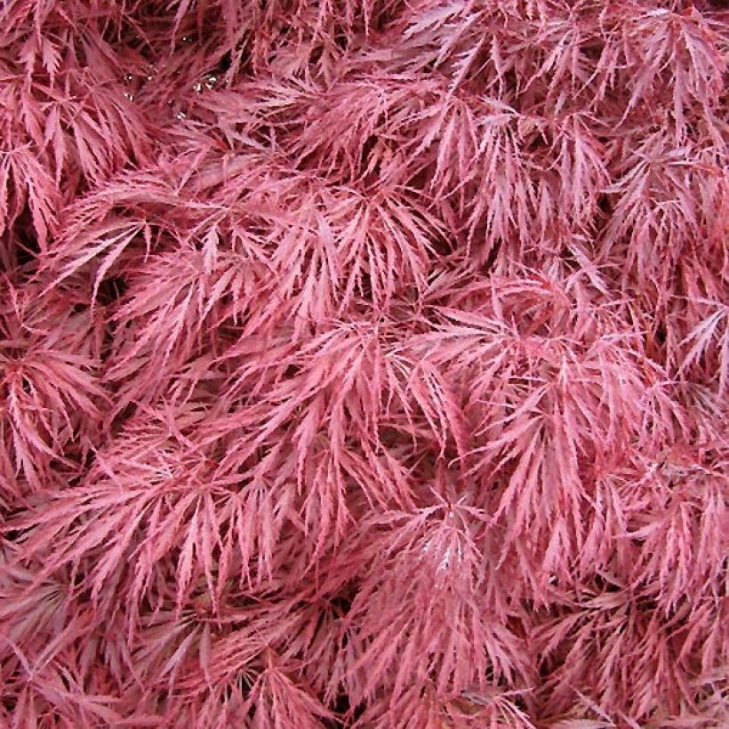Bordo japonês Dissectum Atropurpureum - Acer palmatum (Folhagem)