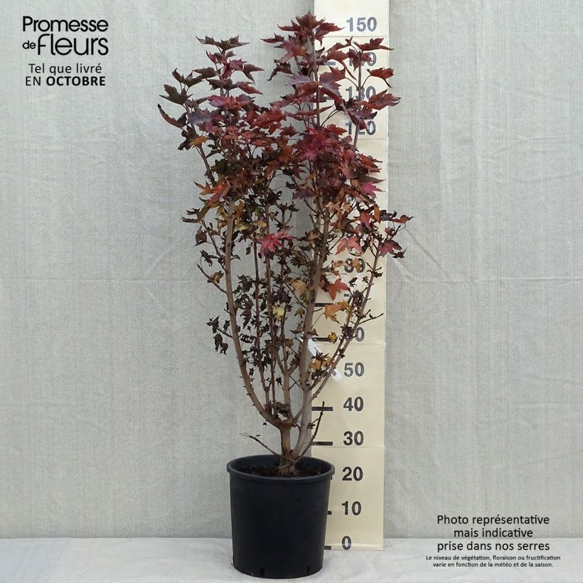 Amostra de Bordo-da-noruega Crimson Sentry - Acer platanoides Vaso de 12 L/15 L tal como entregue no outono
