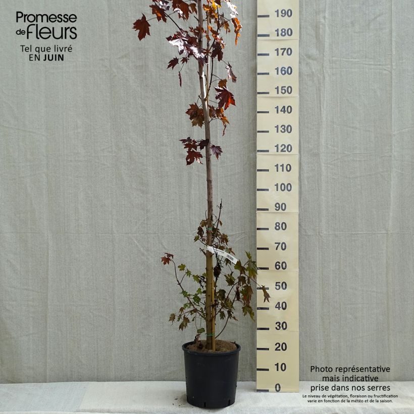 Amostra de Bordo-da-noruega Crimson Sentry - Acer platanoides Vaso de 12 L/15 L tal como entregue na primavera