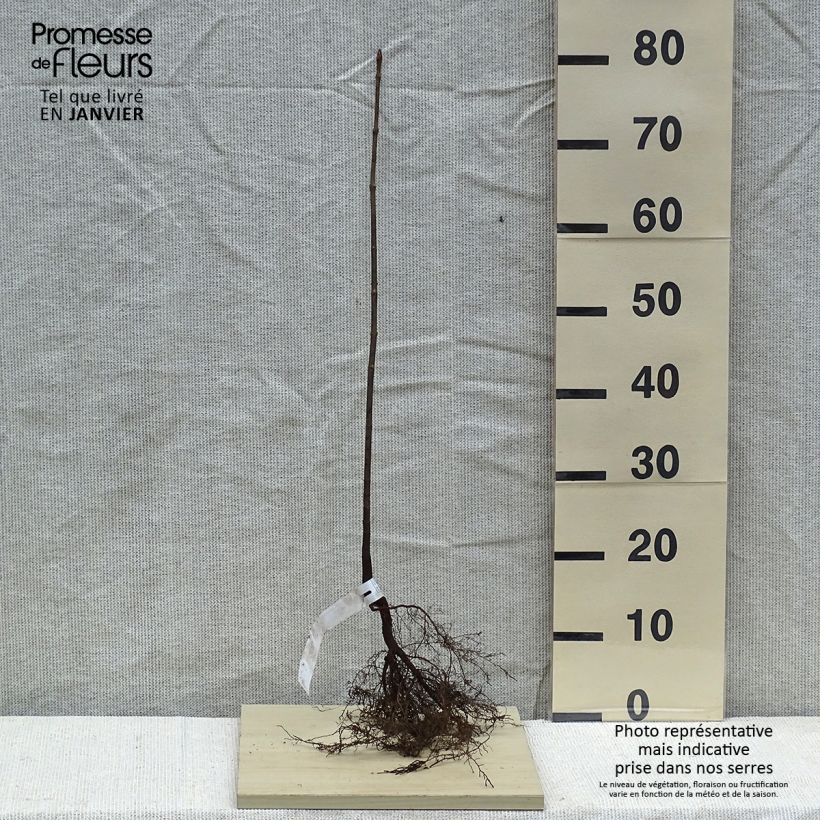 Amostra de Acer platanoides - Érable plane Raízes nuas tal como entregue no inverno