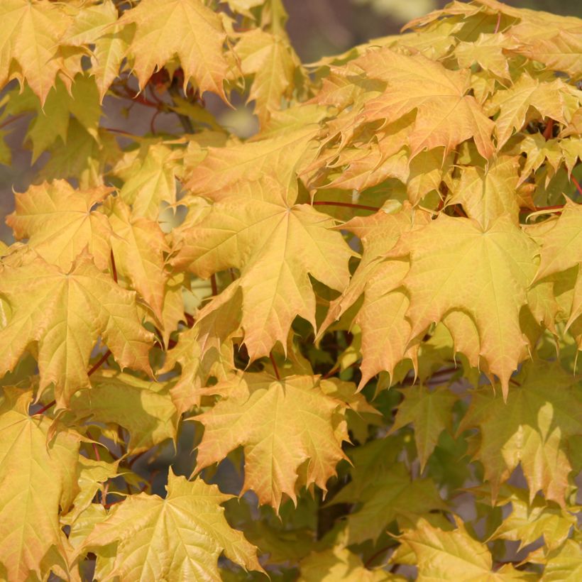 Bordo-da-noruega Golden Globe - Acer platanoides (Folhagem)