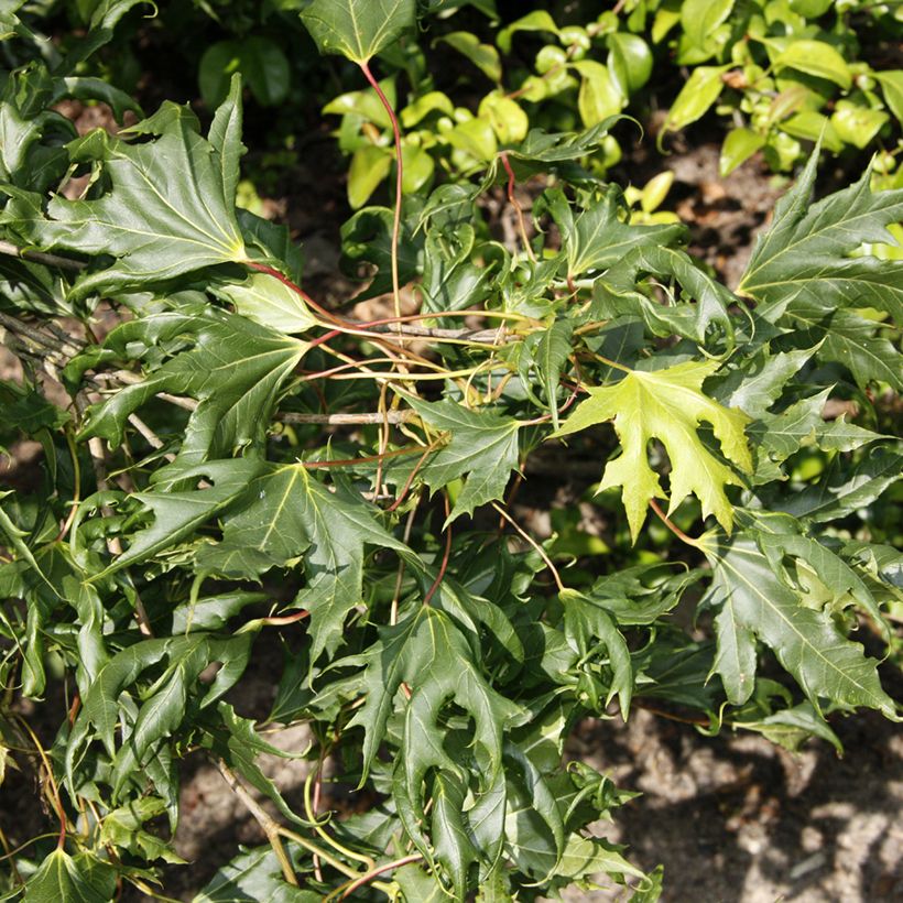 Bordo-da-noruega Laciniatum - Acer platanoides (Folhagem)