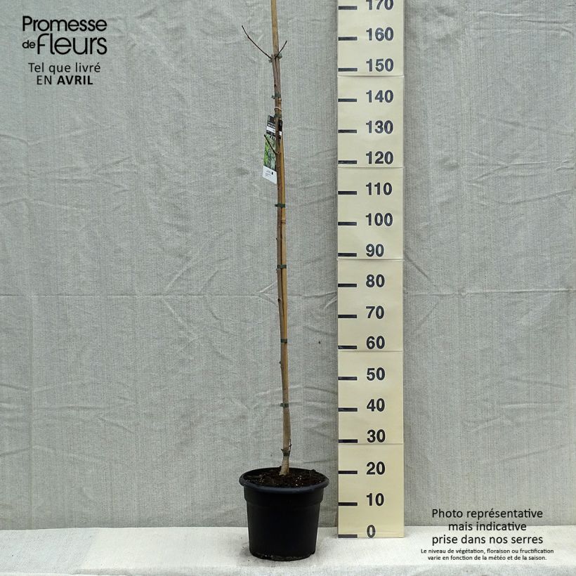 Amostra de Bordo-da-noruega  - Acer platanoides Vaso de 7,5 L/10 L tal como entregue na primavera
