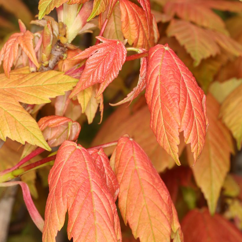 Bordo Leat's Cottage - Acer pseudoplatanus (Folhagem)