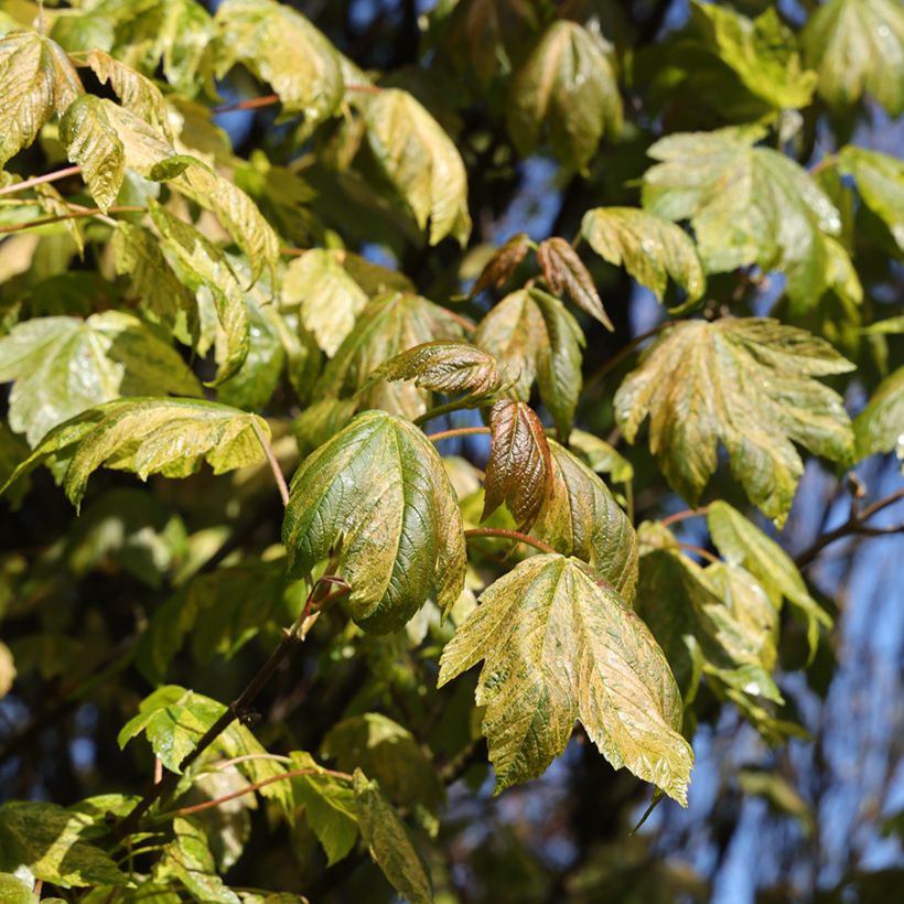 Bordo Prince Camille de Rohan - Acer pseudoplatanus (Folhagem)