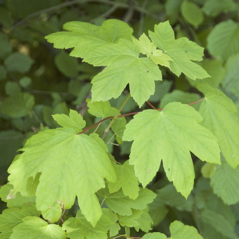 Acer pseudoplatanus (Folhagem)