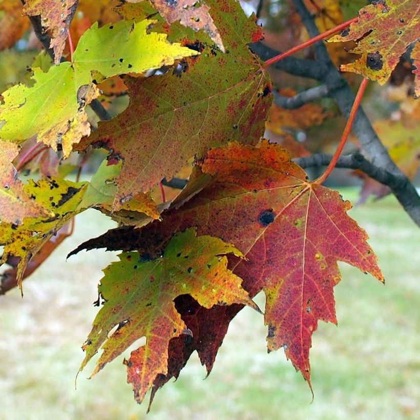 Bordo-vermelho Armstrong - Acer rubrum (Folhagem)