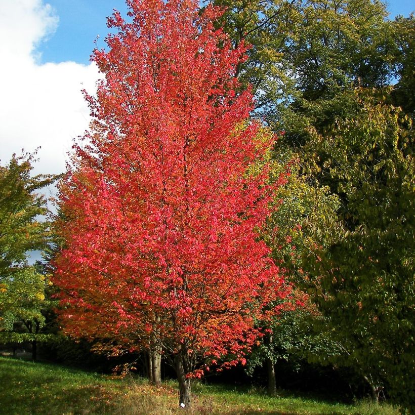 Bordo-vermelho Armstrong - Acer rubrum (Hábito)