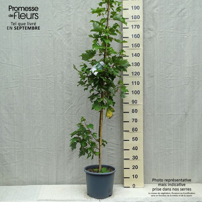 Amostra de Bordo-vermelho Armstrong - Acer rubrum Vaso de 12 L/15 L, Brasão tal como entregue no outono
