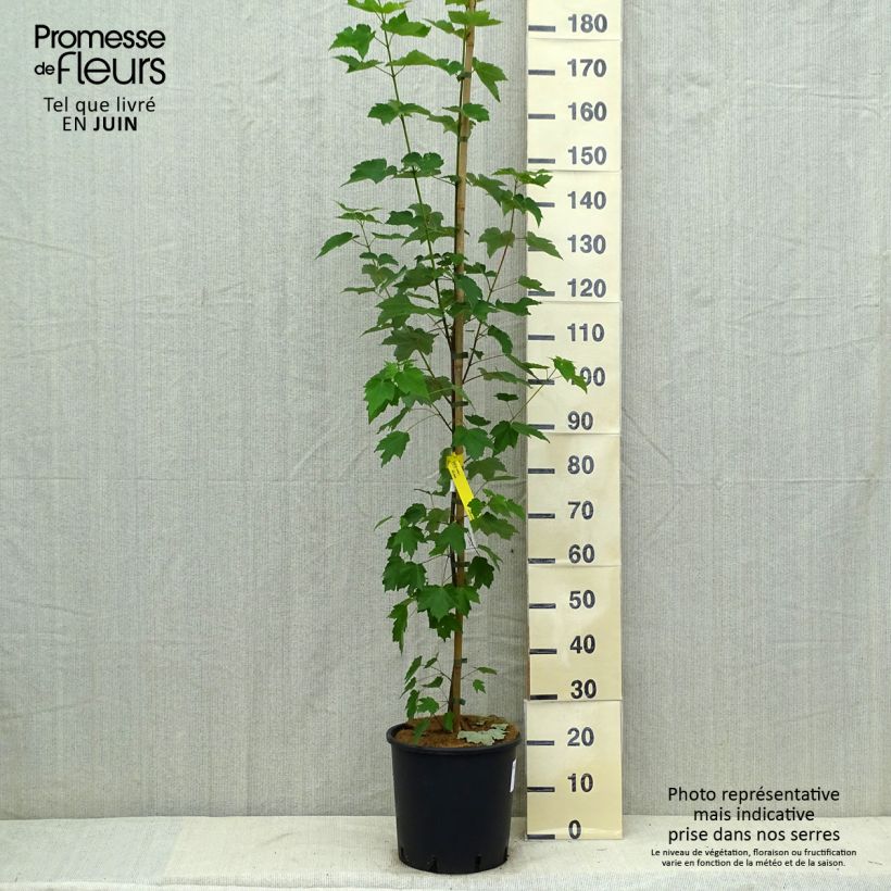 Amostra de Bordo-vermelho Fairview Flame - Acer rubrum Vaso de 12 L/15 L tal como entregue no verão