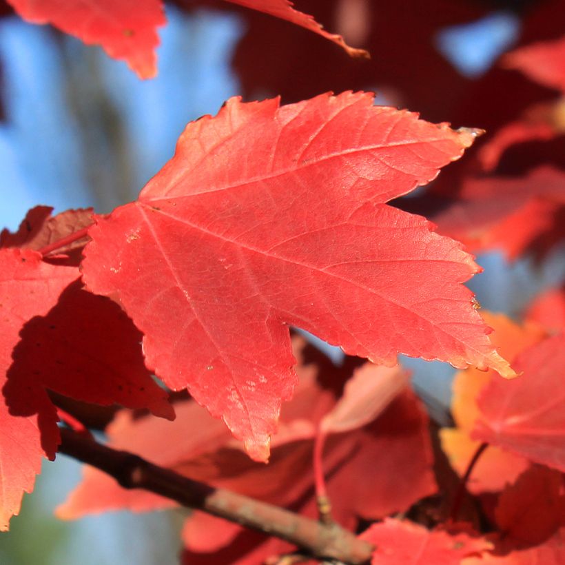 Bordo-vermelho Fairview Flame - Acer rubrum (Folhagem)