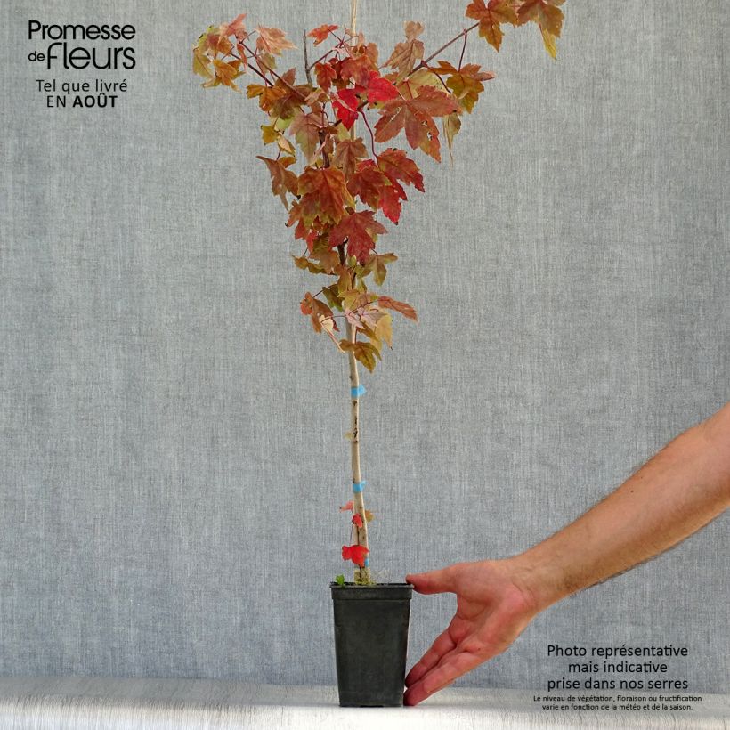 Amostra de Bordo-vermelho Redpointe - Acer rubrum Vaso de 1 L/1,5 L tal como entregue no verão