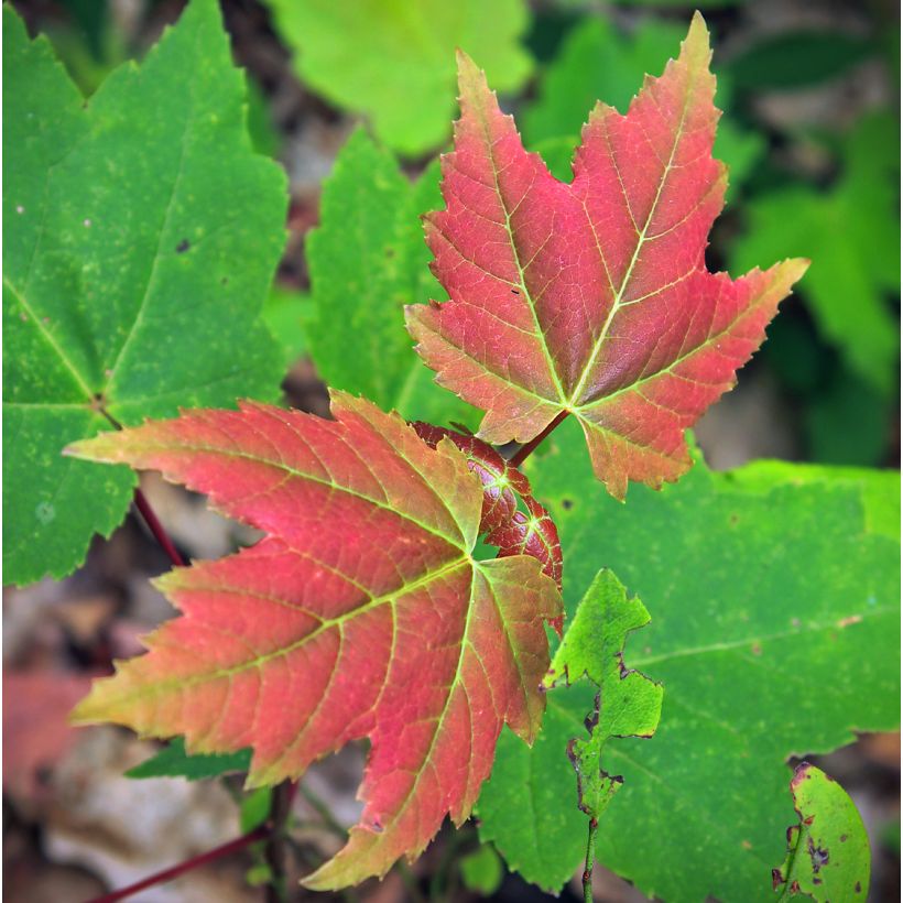 Bordo-vermelho Summer Red - Acer rubrum (Folhagem)