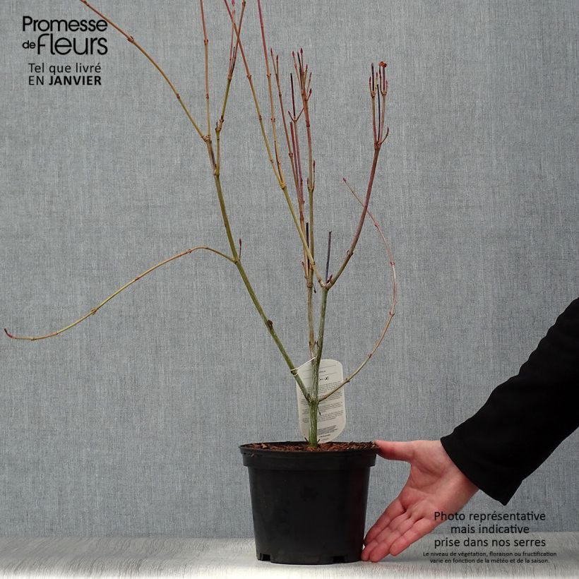 Amostra de Acer rufinerve - Erable à peau de serpent Vaso de 4 L/5 L tal como entregue no inverno