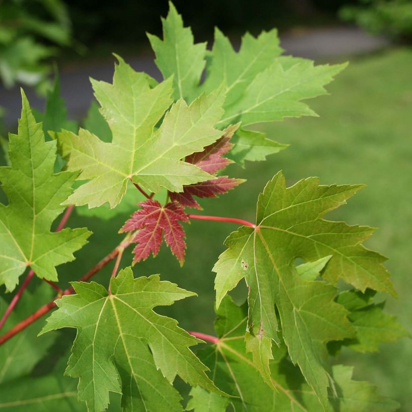 Ácer-prata - Acer saccharinum (Folhagem)