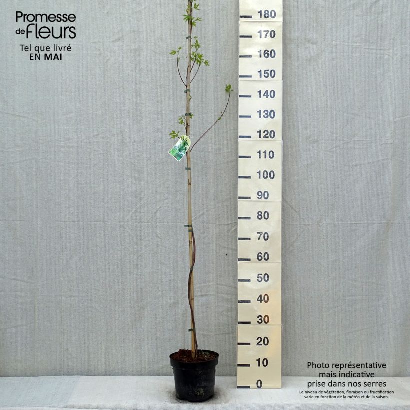 Amostra de Ácer-prata Laciniatum Wieri - Acer saccharinum Vaso de 3 L/4 L tal como entregue na primavera