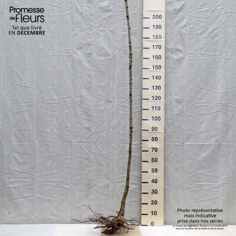 Amostra de Bordo-açucareiro  - Acer saccharum Raízes nuas tal como entregue no inverno