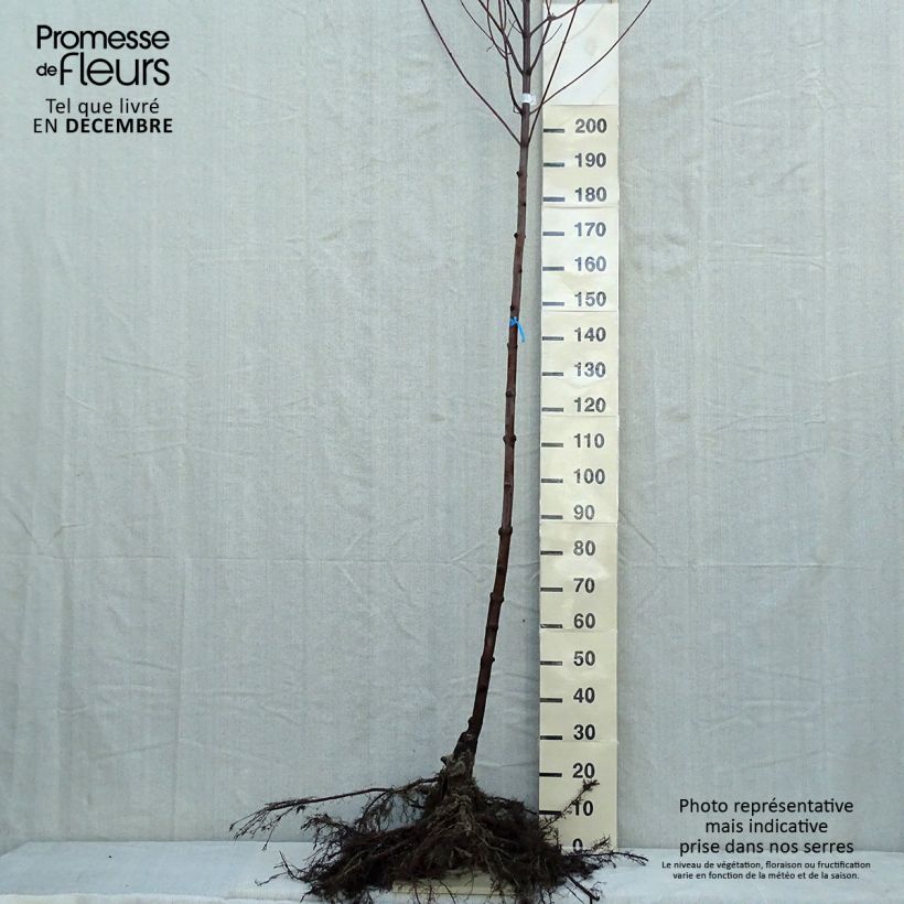 Amostra de Acer x freemanii Autumn Blaze - Erable de Freeman Raízes nuas tal como entregue no inverno