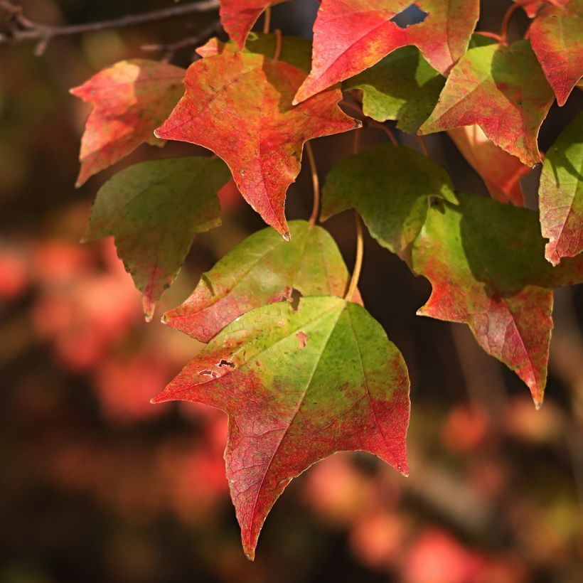 Acer buergerianum em sementes - Bordo-de-três-dentes (Folhagem)
