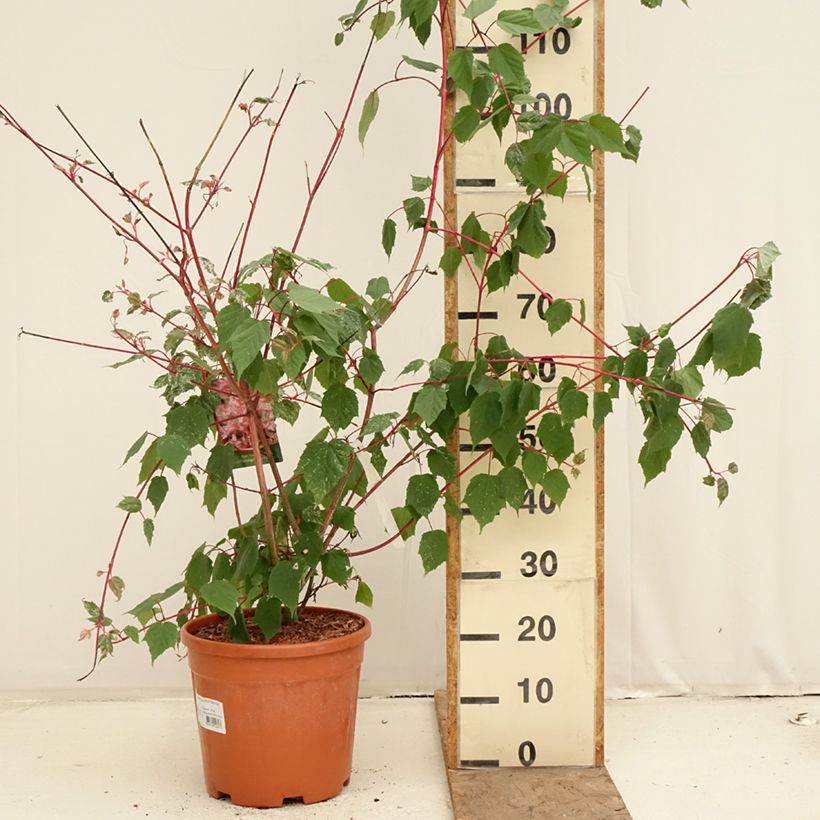 Amostra de Bordo pele de serpente Red Flamingo - Acer conspicuum Vaso de 7,5 L/10 L tal como entregue na primavera