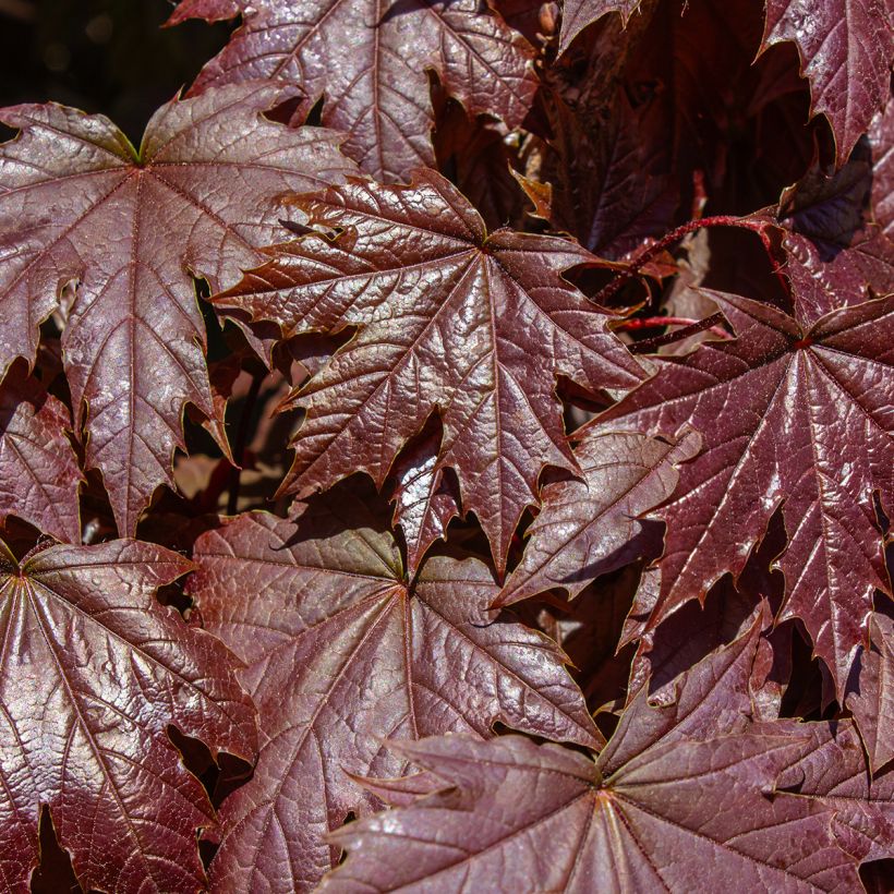 Bordo-da-noruega Crimson Sentry - Acer platanoides (Folhagem)