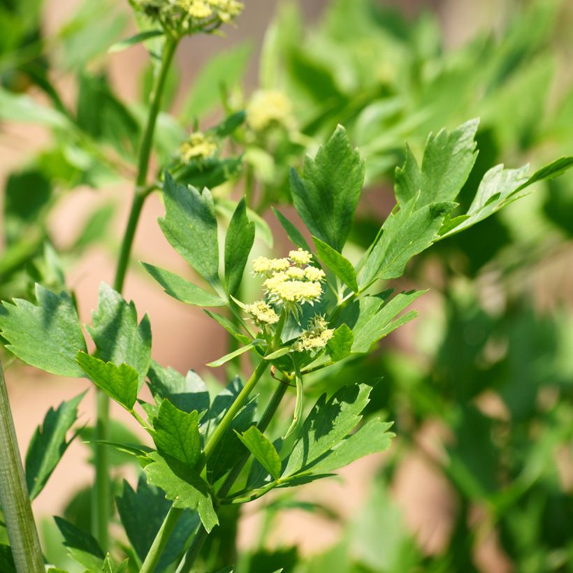 Levisticum officinale (Floração)