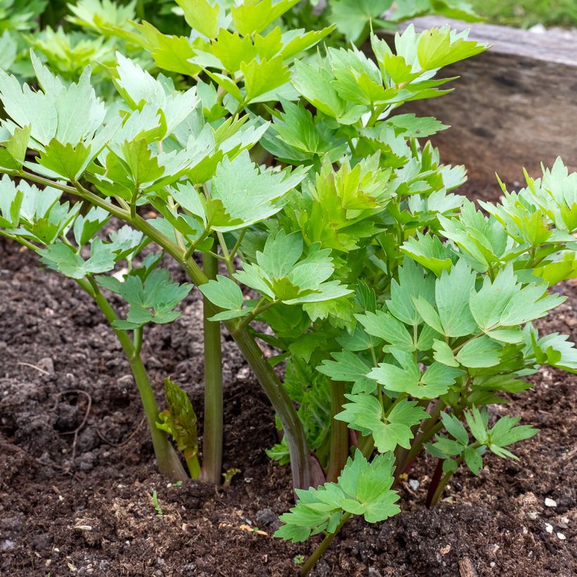 Levisticum officinale (Hábito)